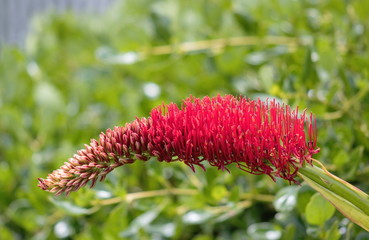 Poor Knights lily, Xeronema callistemon endemic to the Poor Knights Islands and Taranga Island in New Zealand.