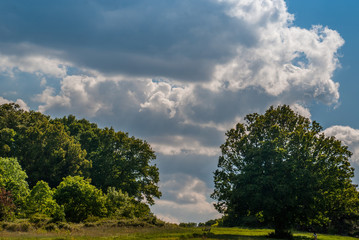 A large tree with a beautiful sky backdrop in the Hampstead Heath, London.