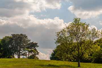 Obraz premium A large tree with a beautiful sky backdrop in the Hampstead Heath, London.