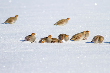 Partridges. Winter and white snow background. Bird: Grey Partridge. Perdix perdix. 