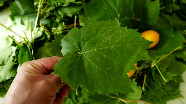 fresh vine grape leaf, leaf to make wrapping,
