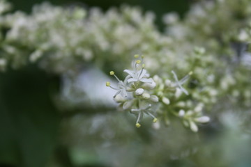 The Smallest of Flowers