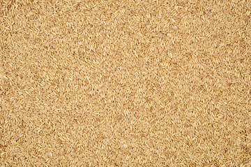 Raw oat grouts closeup texture