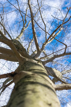 Looking up a tree trunk toward leafless branches and a clear blue winter sky