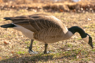 Adult Canadian Goose in its natural environment