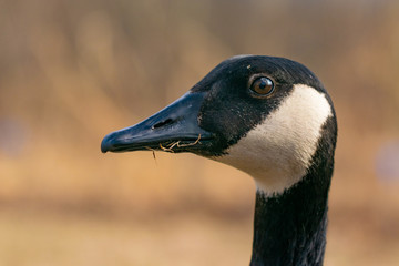 Adult Canadian Goose in its natural environment
