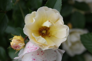 Obraz premium Yellow Roses 2019