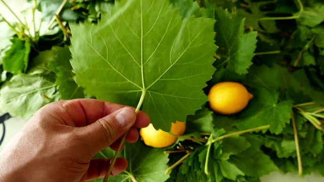 fresh grape leaves, for making vine leaves Wrap fresh grape leaves and whole lemons,