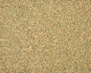 organic whole grain wheat kernels on white background