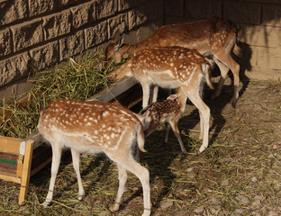 Naklejka na ściany i meble Animals in the zoo Deer