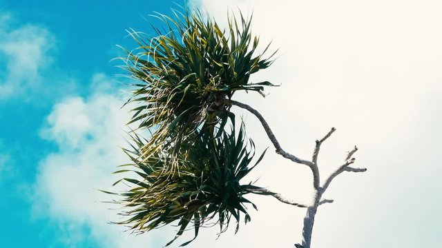 pandanus palm tree alias screw pine leaf and branch in windy weather at a tropical sea ocean shore