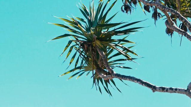 pandanus palm tree alias screw pine leaf and branch in windy weather at a tropical sea ocean shore