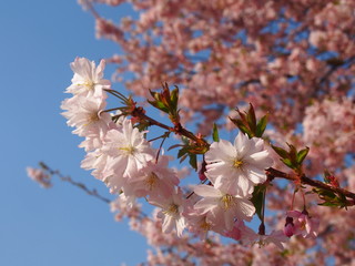 rosebud cherry blossom (a species of yoshino cherry blossom)	