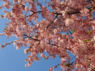 rosebud cherry (a species of yoshino cherry blossom)