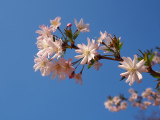 rosebud cherry (a species of yoshino cherry blossom)