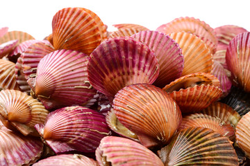 Raw scallop on white background 
