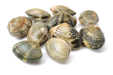 Stacked fresh raw clams on white background