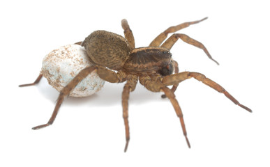 Female wolf spider, Trochosa with egg sac photographed against white background