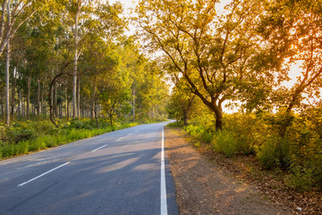Lonely Road or Highway through trees during evening sunset.