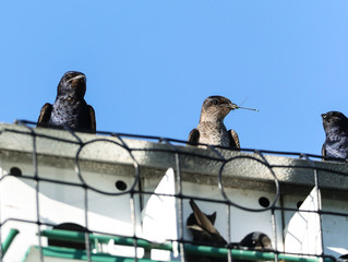 Line of Purple martin birds Progne subis perch on a birdhouse