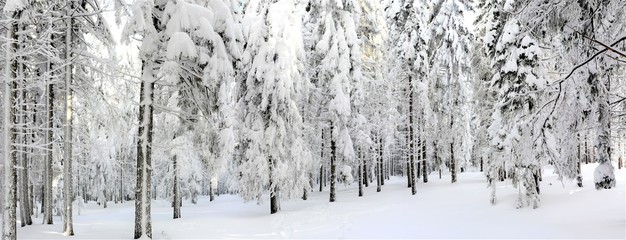 panoramic landscape with pine forest in winter