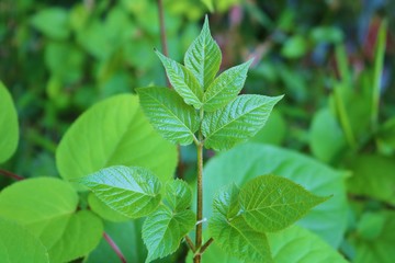 緑の葉　森林　若葉　田舎　杤木