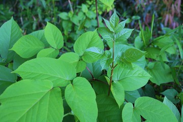 緑の葉　森林　若葉　田舎　杤木