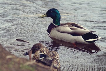 Wild mallard ducks on the river in the park Arboretum in Yekaterinburg Russia