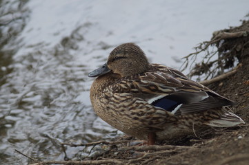 Wild mallard ducks on the river in the park Arboretum in Yekaterinburg Russia