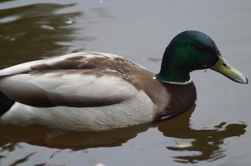 Wild mallard ducks on the river in the park Arboretum in Yekaterinburg Russia