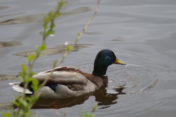 Wild mallard ducks on the river in the park Arboretum in Yekaterinburg Russia