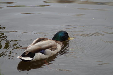 Wild mallard ducks on the river in the park Arboretum in Yekaterinburg Russia