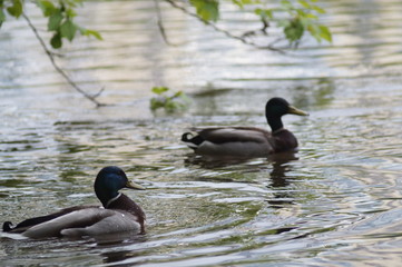 Wild mallard ducks on the river in the park Arboretum in Yekaterinburg Russia