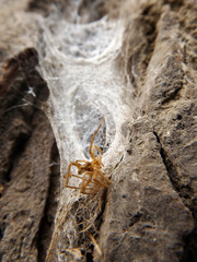 tela de araña
