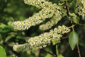 Common chokecherry blossoms at Campground Road Woods in Des Plaines, Illnois