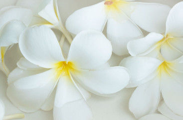 Obraz na płótnie Canvas closeup beautiful white Plumeria .Tropical flowers frangipani  Temple Tree .