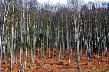 forest in autumn