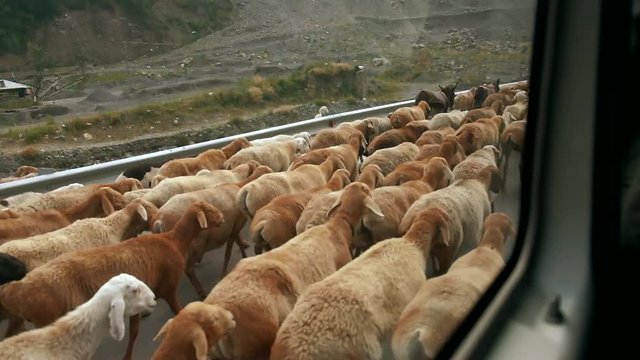 A big herd of sheep walking on the roadside with a shepherd. View from a moving local bus window. Adventure travel toward Naran via Karakoram highway, Pakistan. Slow travel concept in countryside.
