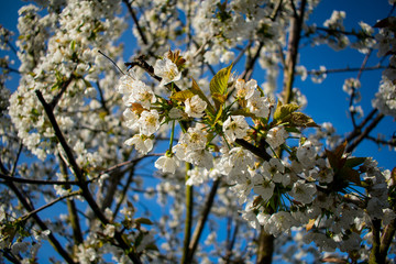 A view of a blooming cherry orchard, trees covered with white blossoms highlighted by evening light, branches in the foreground and orchard trees in the background.