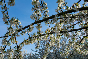 Beautiful branches of white cherry blossoms stand against a vivid blue sky in an Oregon orchard.