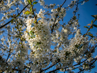 A view of a blooming cherry orchard, trees covered with white blossoms highlighted by evening light, branches in the foreground and orchard trees in the background.