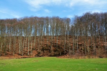 autumn forest in the morning