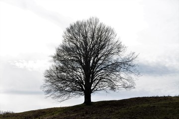 the silhouette of a leafless tree © sebi_2569