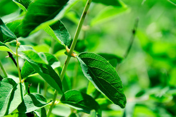 Siberian herbs and plants.
