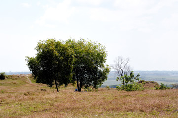 tree in the field