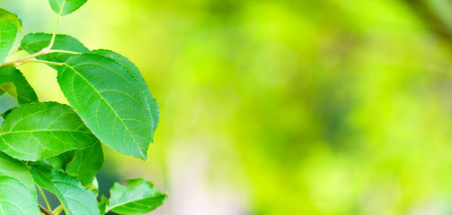 Fototapeta na wymiar Panoramic view of green leaves on green bokeh background, Natural green background, apple tree leaf