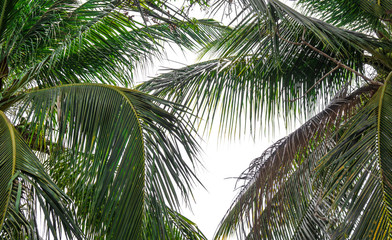 Fototapeta premium coconut palm tree isolated on white background of file with Clipping Path .