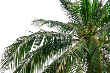  coconut palm tree isolated on white background of file with Clipping Path .