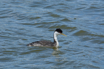Western grebe bird or aechmophorus occidentalis swimming in lake with wind driven waves