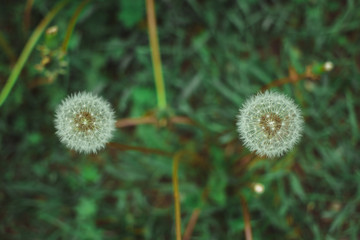 Dandelion bloom at the end of May